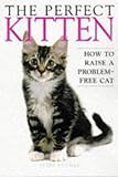 The perfect kitten