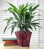 Green Plant - Large