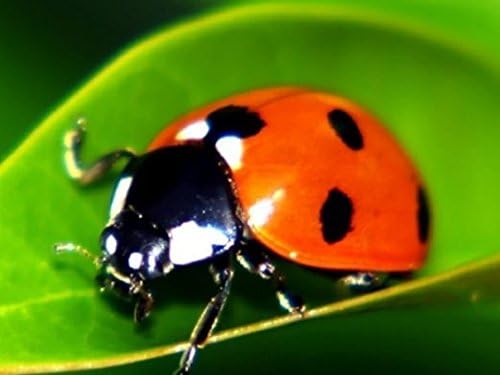 1500 Live Ladybugs -Good Bugs- Ladybugs - Guaranteed Live Delivery!
