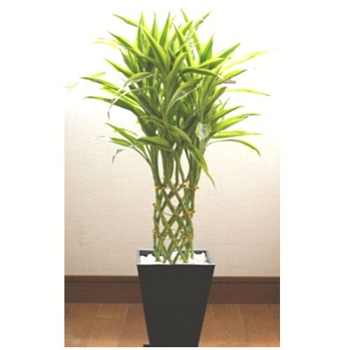 観葉植物 ミリオンバンブー・ラッキーバンブー 6号