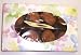 Gourmet Food : Scott's Cakes Irish Potatos 1/2 Pound Daisy Box