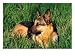 German Shepherd Lying in Grass Photographic Poster Print by Francie Manning, 16x12