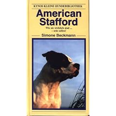 American Stafford Terrier