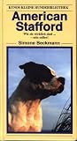 American Stafford Terrier