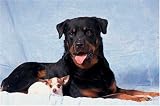 300 Piece Rottweiler Jigsaw Puzzle