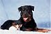   - 300 Piece Rottweiler Jigsaw Puzzle
