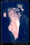 Bahrain, Middle east Satellite print/map photo: 24"x36" Glossy print