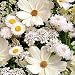 Flower Dream White