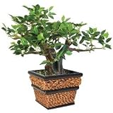 41Y7cVcKwaL. SL160  Silk Plant   Ficus Bonsai Tree   4.5 Inches in a Dark Twist Square Sea Grass Container
