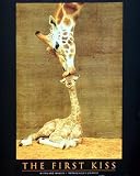 First Kiss Giraffes Cute Animals Zoo New Art Poster Print - 16' X 20'