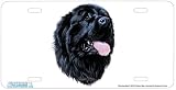 - Newfoundland - Art Print - License Plate Decorative Tag By Robert J. May From Airstrike