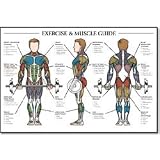 Exercise & Muscle Guide-Male 24x36 (EA)