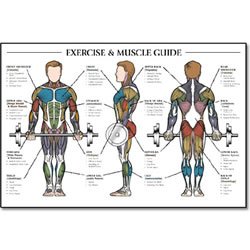 Exercise & Muscle Guide-Male 24x36 (EA)