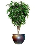 7ft. Silk Ficus Tree
