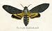 Wallmonkeys Peel and Stick Wall Decals - The Death's Head Hawk-moth Illustration - 24"W x 14"H Removable Graphic