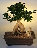 Bonsai Boy's Ginseng Ficus Bonsai Tree - Extra Large ficus retusa Bonsai Boy's Ginseng Ficus Bonsai Tree - Extra Large ficus retusa