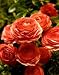 persian15 - Salmon Ranunculus 10 Bulbs Size 7 cm