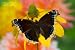 Wallmonkeys Peel and Stick Wall Decals - Morning Cloak North American Butterfly - 36\