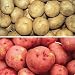 White/Red Potato Offer 60 Sets