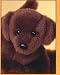 Plush CC Bean Chocolate Lab 12