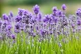 IMAGE OF Wallmonkeys Peel and Stick Wall Decals - Lavender Background - 60