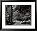 Tenaya Creek, Dogwood, Rain, Yosemite National Park, Ca 1948 Photography Framed Art Poster Print by Ansel Adams, 33x27