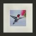 Susho, King Silk Art Handmade Silk Embroidery - Hummingbird and a Pink Flower - White Mat Framed Regular Size 11026WF