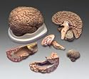 Budget Brain With Arteries Model