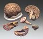 Budget Brain With Arteries Model