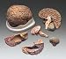 Budget Brain With Arteries Model (model AC20C)