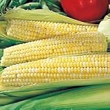 Corn Seeds - Corn Ambrosia Hybrid