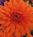 Prince of Orange Semi-Dinnerplate Dahlia - 2 Tubers