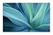 Agave Cactus Art Poster PRINT Unknown 36x24