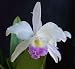 Cattleya mendelii semi-alba Carlos Arango x self (Orchid Plant)