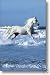 Wild Horse Poster Running on the Beach Rare NEW HOT