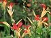 Canna Indica, Flowering in Merriments Gardens, Sussex National Garden Scheme Photogra...