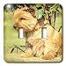 Dogs Norfolk Terrier - Norfolk Terrier - Light Switch Covers - double toggle switch