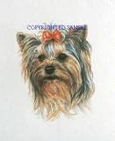 Yorkshire Terrier - Portrait by Cindy Farmer