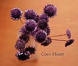 ~Coco Heart~　マルガリータ　クラシック　パープル２０本　（木の実・ドライフラワー）