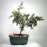 Flowering Fukien Tea Bonsai Tree