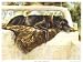 Pushed to the Limit (Black Lab), Black Lab Art Poster Print by Barbara Shipman, 21x16