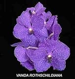 Vanda Rothschildiana 630H