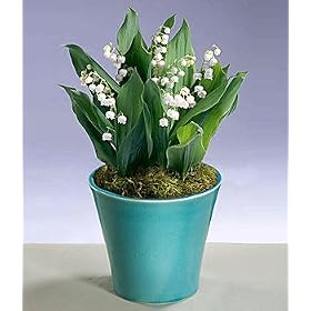 Plants - Potted Lily of the Valley Bulb Garden by 