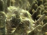 Microbe Invasion (Instutional Use)