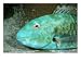 Close View of a Redtail Parrotfish Photographic Poster Print by Wolcott Henry, 16x12 Image