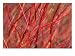 Red-Barked Dogwood, Photographic Poster Print by Chris Burrows, 16x12
