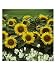 Helianthus (Sunflower) & White Antirrhinum Majus as Summer Bedding, Photographic Poster Print by Michele Lamontagne, 12x16