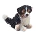036576 - Steiff - Jackie Masterpiece Australian Shepherd-Welpe