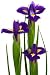Beautiful Blue Flowers - 24