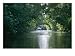 Caroni Swamp, Port of Spain, Trinidad Photographic Print, 24 x 18